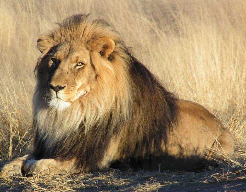 Έκλεψαν λιοντάρι βάρους 300 κιλών!