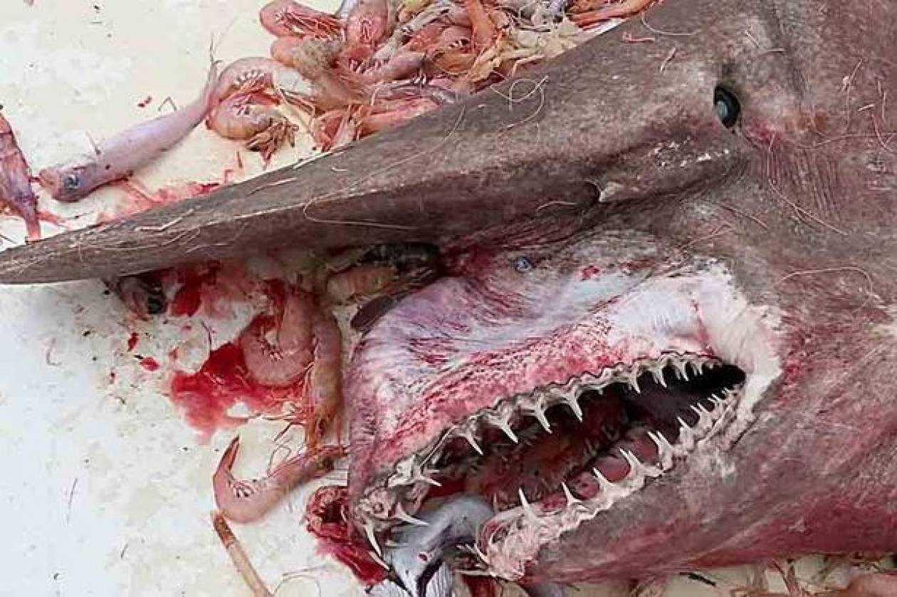 Δεν έχετε ξαναδεί τέτοιο καρχαρία! (photos+video)