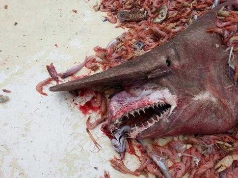 Δεν έχετε ξαναδεί τέτοιο καρχαρία! (photos+video)