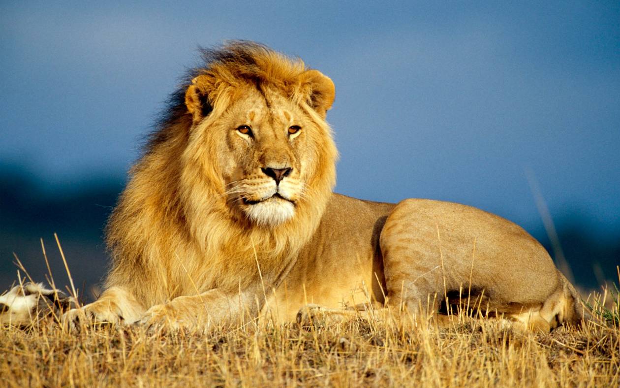 Βραζιλία: Έκλεψαν λιοντάρι και το μετέφεραν 500 χιλιόμετρα μακριά!