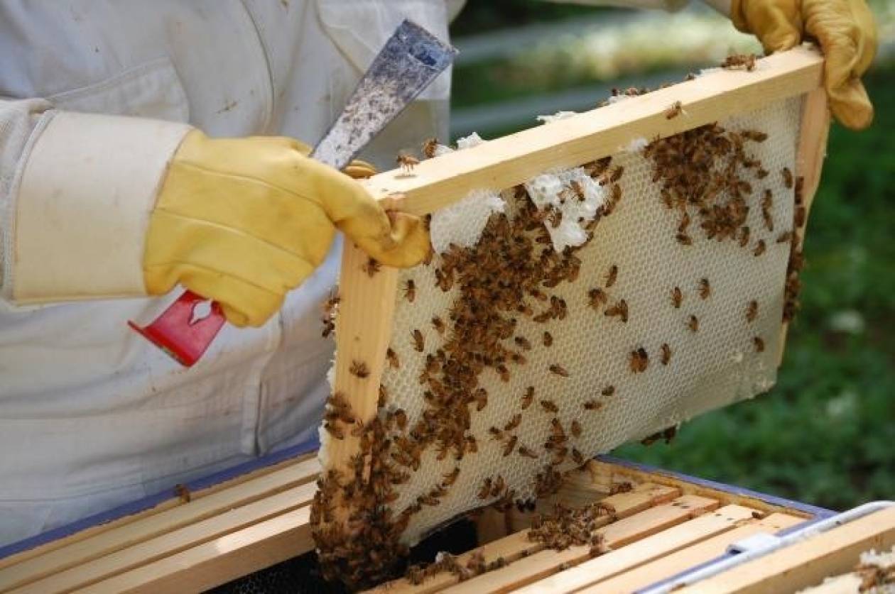 Έβρος: Σήμερα η συνάντηση μελών του Μελισσοκομικού συλλόγου