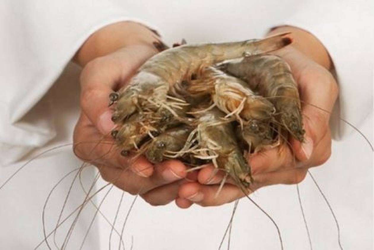 Θεσσαλονίκη: Ελληνική καινοτομία για φρέσκες γαρίδες