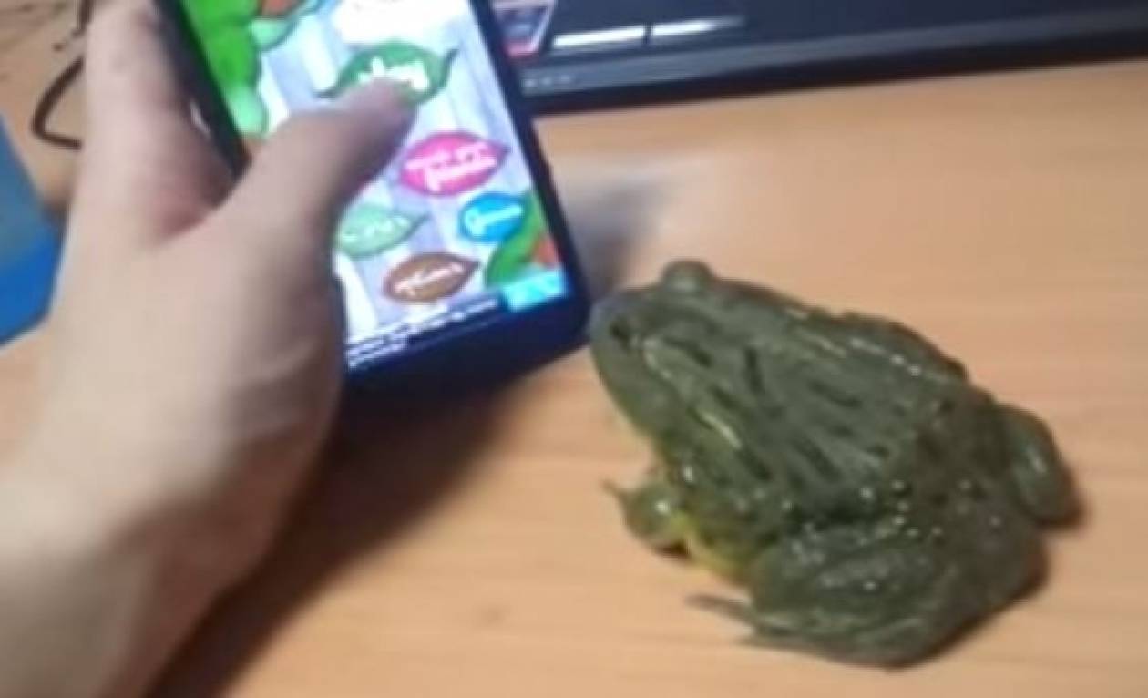 Βάτραχος εκνευρίζεται με κινητό τηλέφωνο! (vid)