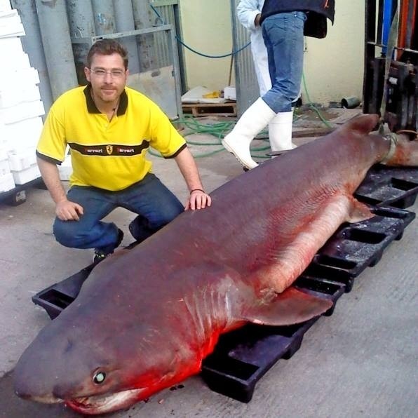 Chalkida: This is not a fish… is a beast!