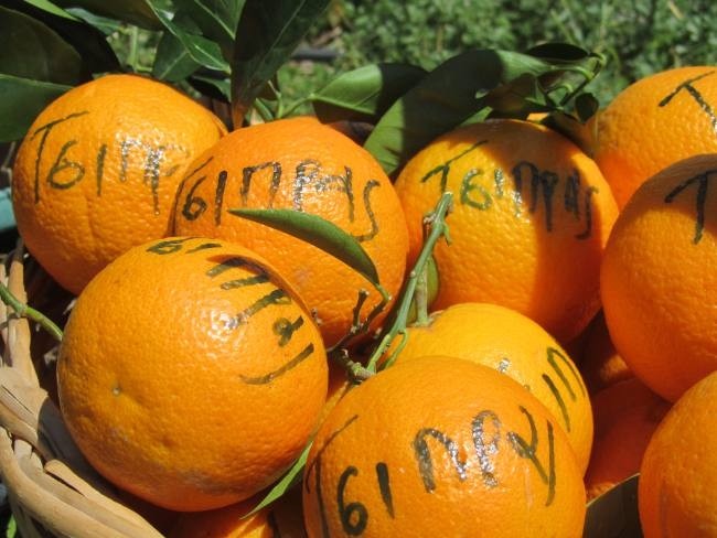 Κι όμως: «Πορτοκάλι Τσίπρας» στη Σικελία! (pics)