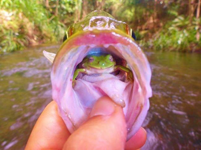 Δεν φαντάζεστε τι έκρυβε αυτό το ψάρι στο στόμα του! (pics)