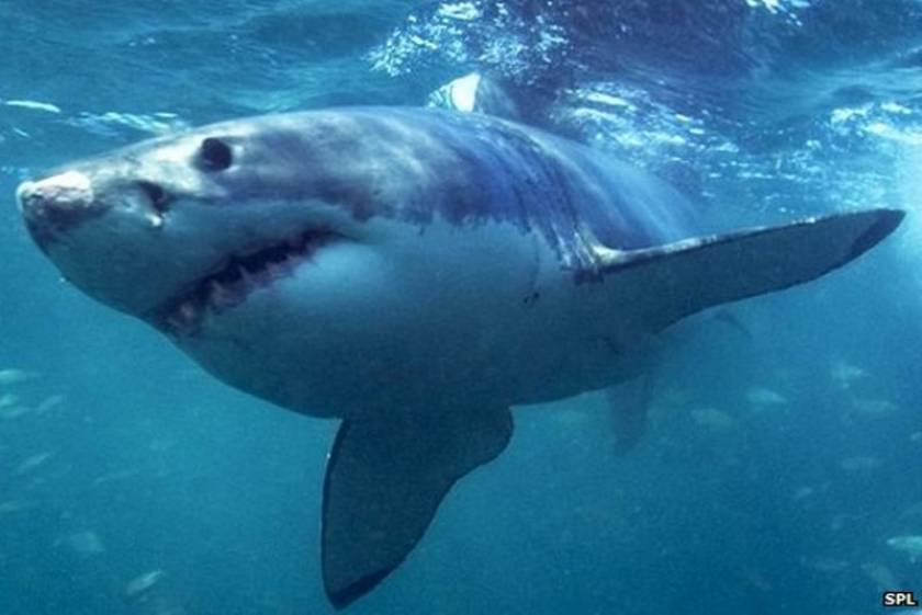 Αυστραλία: Σε εφαρμογή πρόγραμμα θανάτωσης καρχαριών! (video)