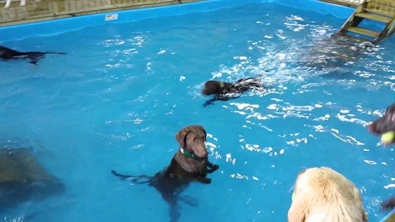 Ξεκαρδιστικό: Σκύλος δεν καταλαβαίνει την έννοια της κολύμβησης (Video)