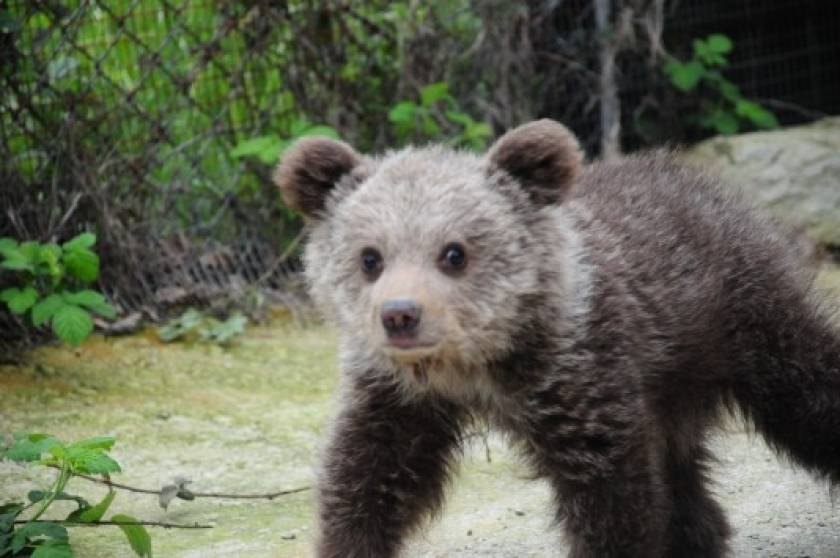 Φλώρινα: Επέστρεψε η… Ζωή – Αυτό είναι το αρκουδάκι που σώθηκε από τον θάνατο (pics)