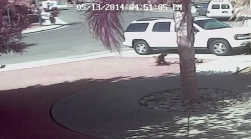 Απίστευτο βίντεο: Γάτα-ήρωας σώζει αγοράκι από επίθεση σκύλου!