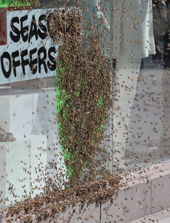 Λονδίνο: Επίθεση 5.000 μελισσών σε κεντρικό δρόμο! (videos+photos)