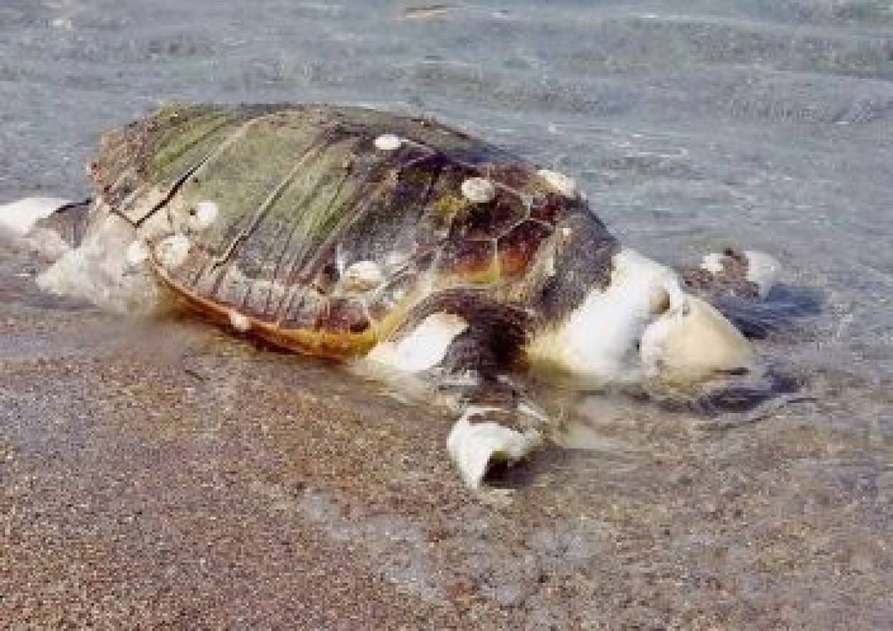 Λασίθι: Λιγοστεύουν οι χελώνες καρέτα-καρέτα