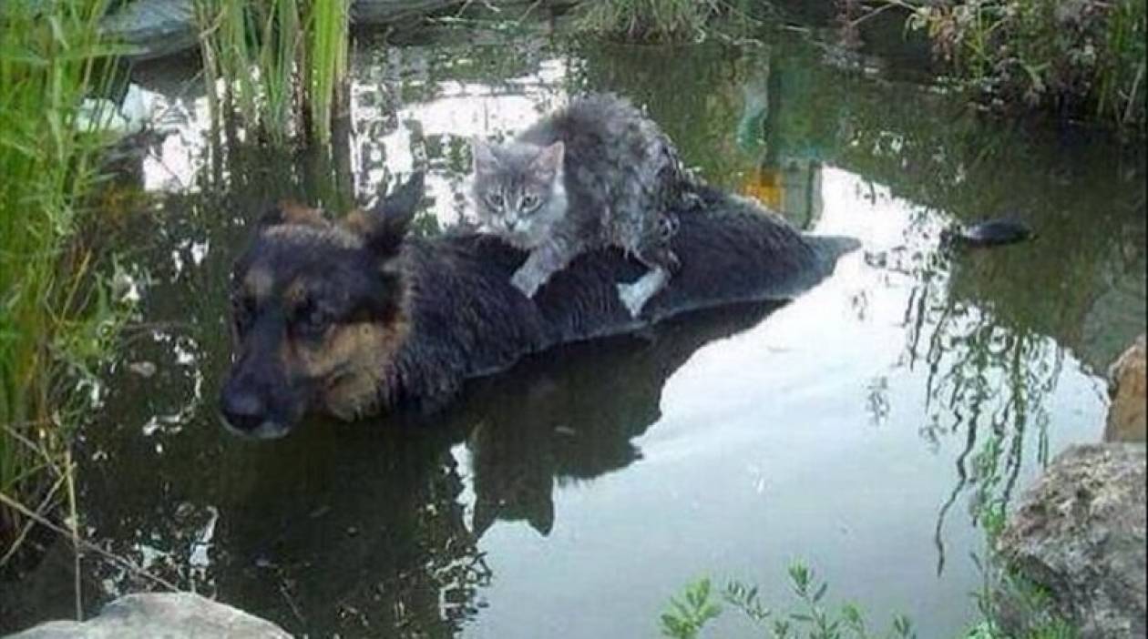 Ο σκύλος και η γάτα έγιναν φίλοι ελέω πλημμύρας! (pic)