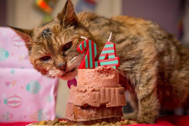 Δείτε πώς είναι: Η πιο ηλικιωμένη γάτα στον κόσμο (pics)
