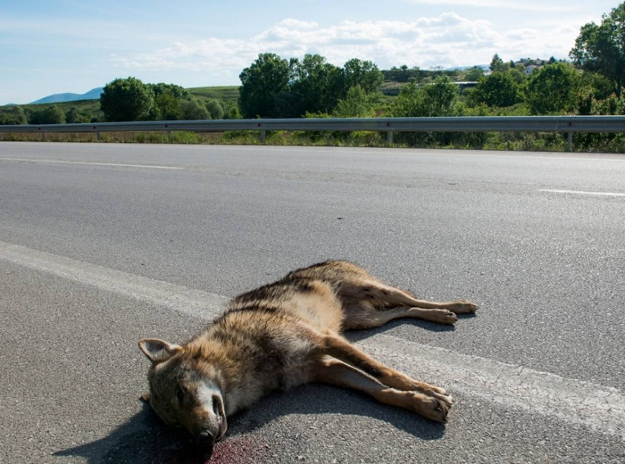 Νεκρός λύκος σε τροχαίο στο Αμύνταιο (pics)