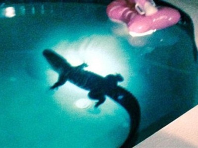 Ζευγάρι έζησε τον τρόμο με αυτό που κολυμπούσε στην πισίνα του (pics)