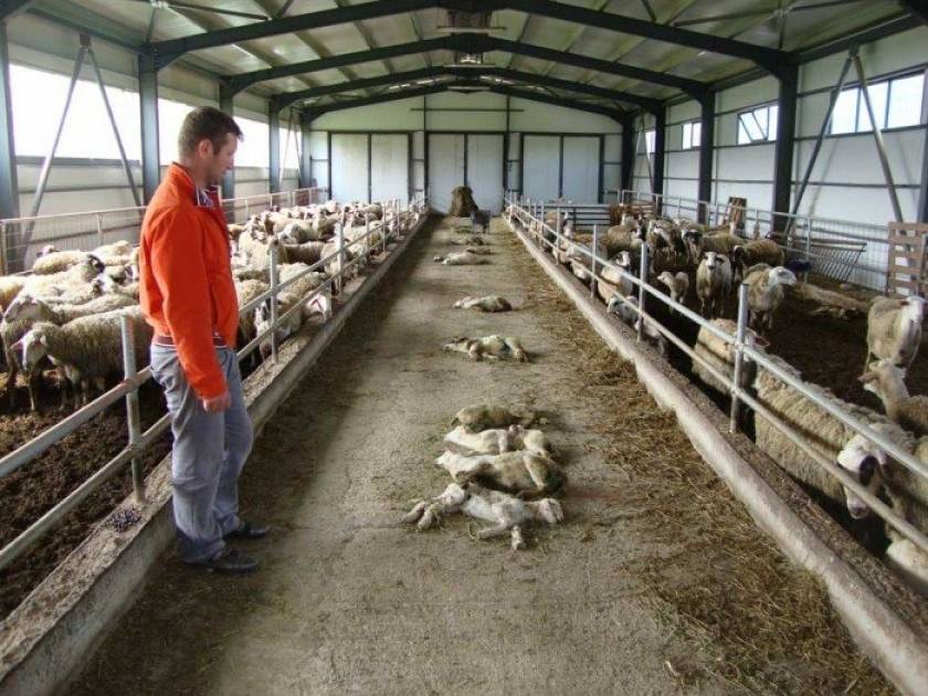 Θράκη: Έχουν χάσει τον ύπνο τους οι κτηνοτρόφοι με τον ιό ευλογιάς