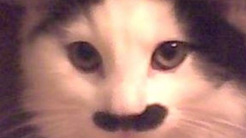 Έβγαλαν το μάτι γάτας γιατί έμοιαζε στον Χίτλερ! (pics)