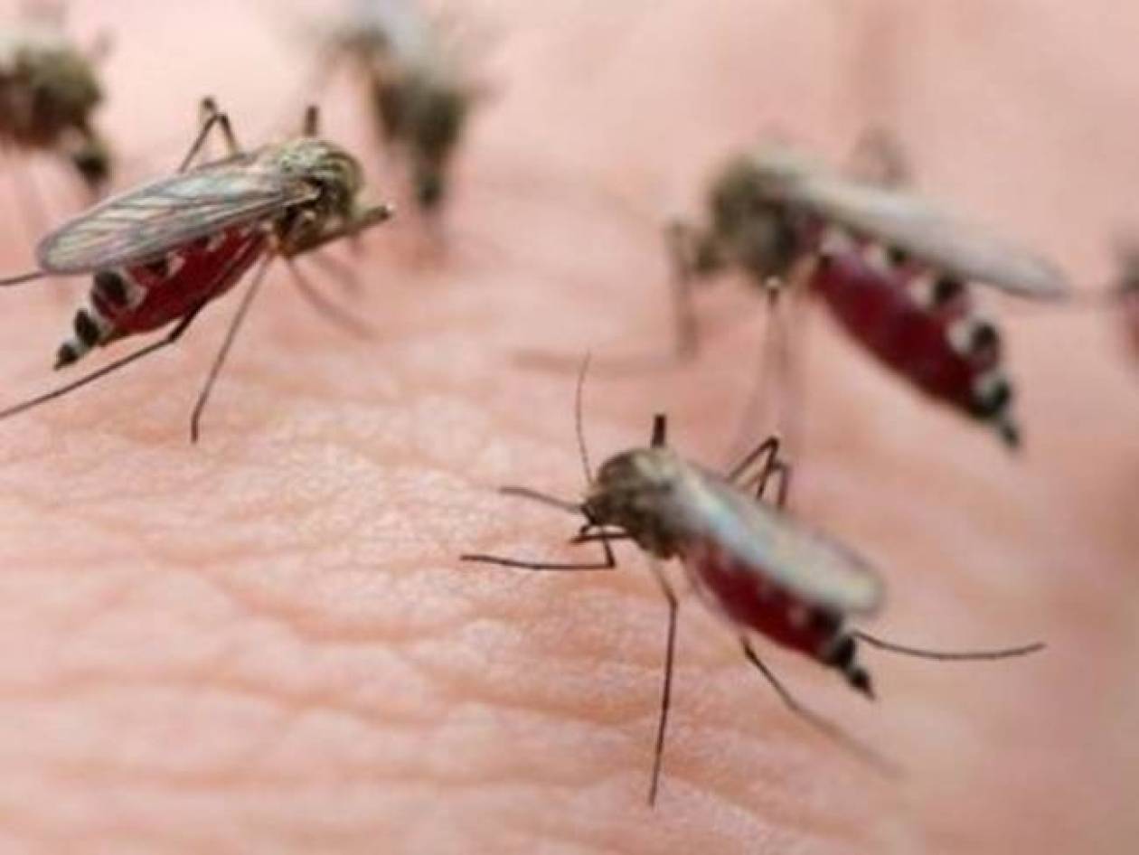 Αϊτή: Eξαπλώνεται ο ιός Chikungunya που προκαλείται από το τσίμπημα κουνουπιού