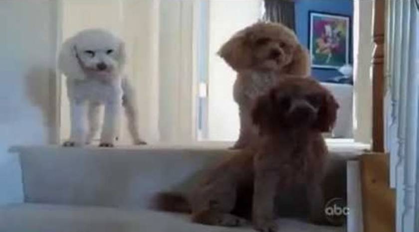 Ποιος από τους 3 είναι ο ένοχος σκύλος; (Video)