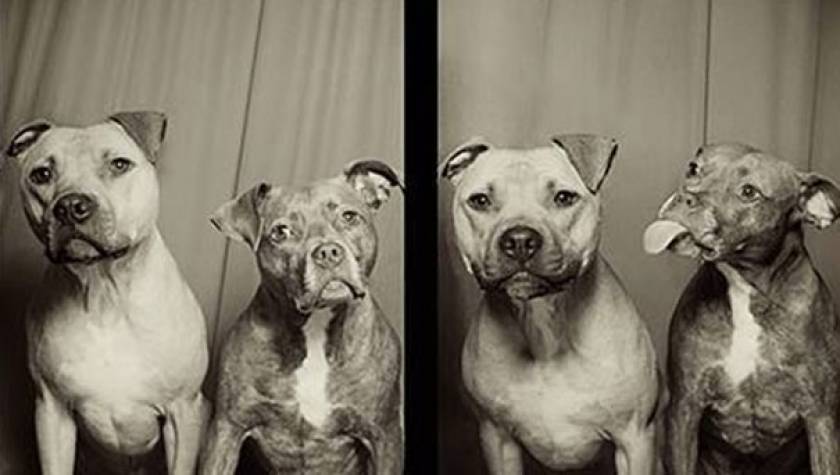 10 απίθανες φωτογραφίσεις σκύλων σε φωτογραφικό θάλαμο (pics)