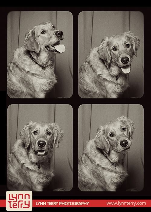 10 απίθανες φωτογραφίσεις σκύλων σε φωτογραφικό θάλαμο (pics)