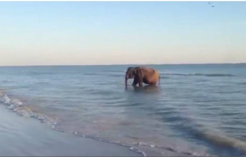 Ελέφαντας εμφανίστηκε σε παραλία (vid)