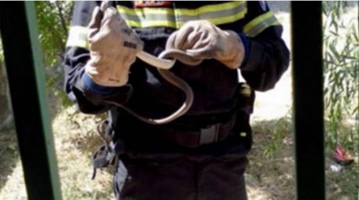 Φίδι μήκους 30 εκατοστών εισέβαλε σε ΚΑΠΗ