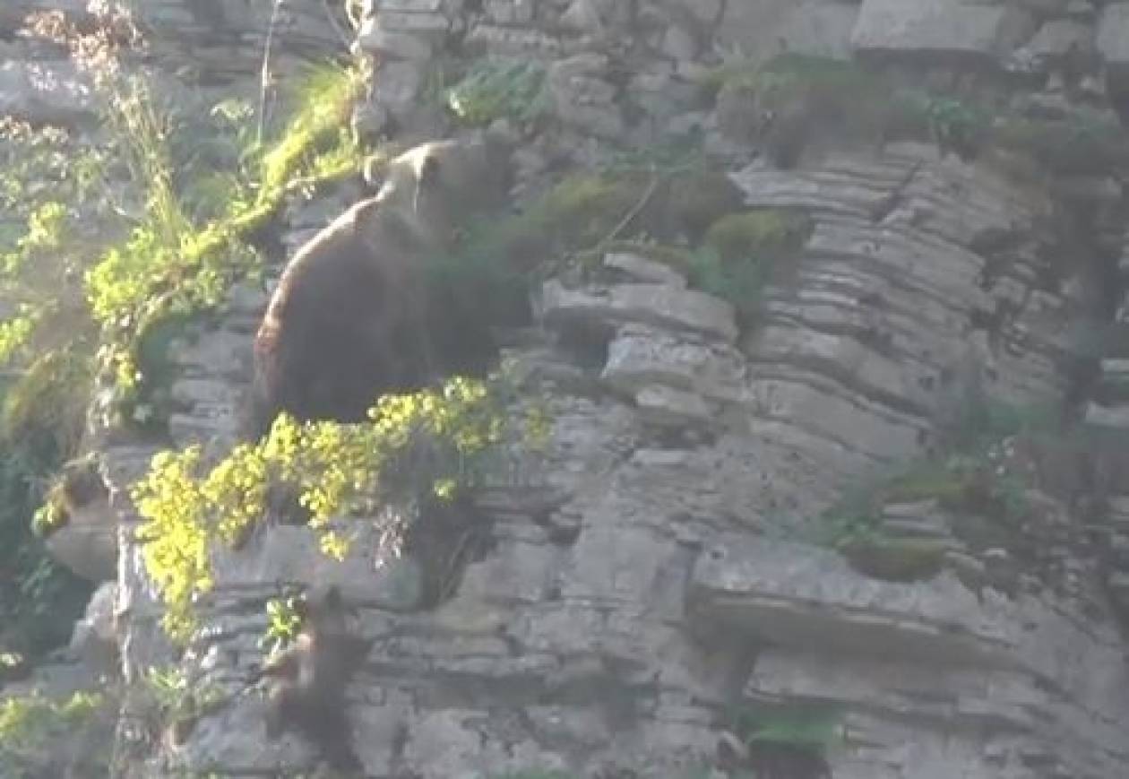 Απίστευτο βίντεο: Αρκούδα αναρριχάται με το μωρό της στο Ζαγόρι