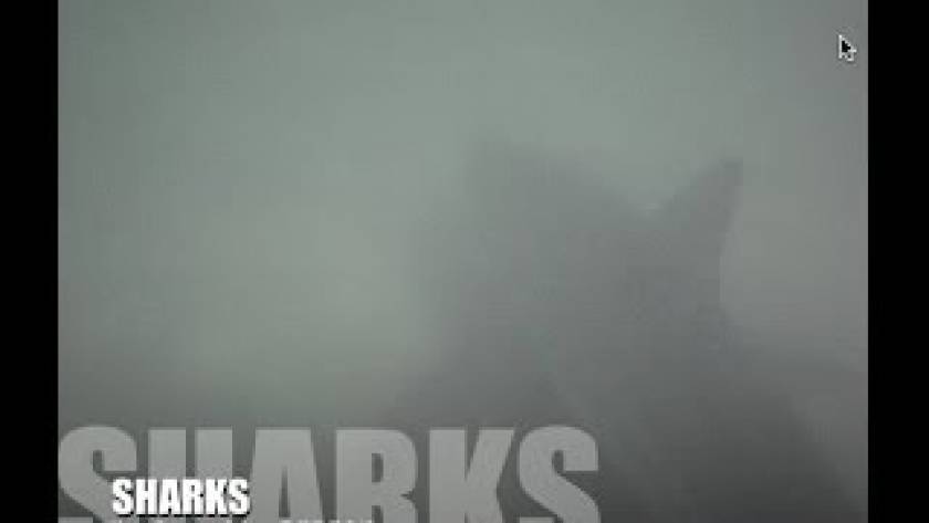 Βίντεο που παγώνει το αίμα: Καρχαρίες περικυκλώνουν νεαρούς σέρφερ!