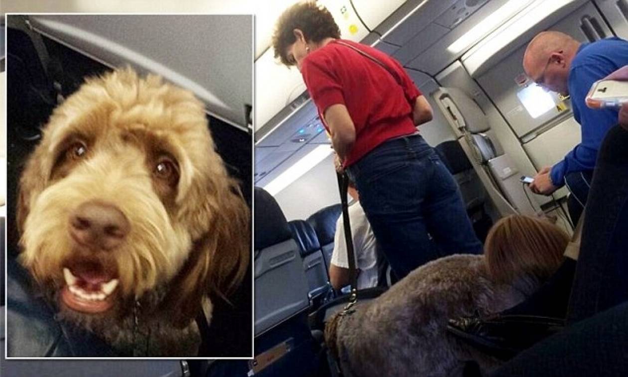 ΗΠΑ: Αναγκαστική προσγείωση αεροπλάνου λόγω… κόψιμο σκύλου! (video+photos)