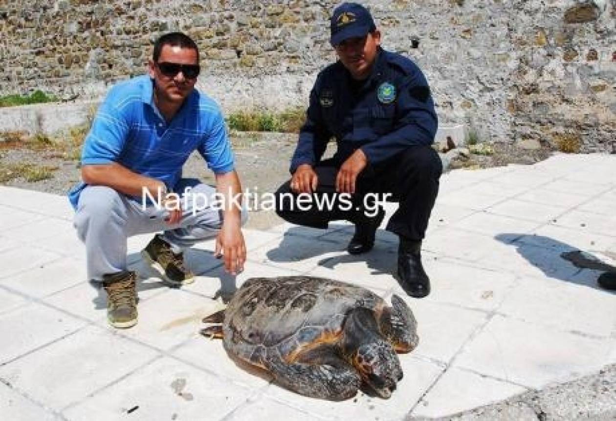 Αντίρριο: Βρέθηκε τραυματισμένη χελώνα καρέτα – καρέτα