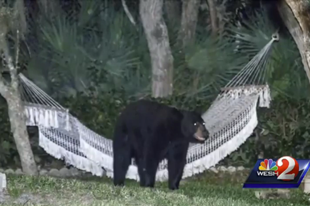 Φλόριντα: Αρκούδα πήρε έναν υπνάκο στην αιώρα εξοχικού! (photos)