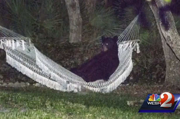 Φλόριντα: Αρκούδα πήρε έναν υπνάκο στην αιώρα εξοχικού! (photos)