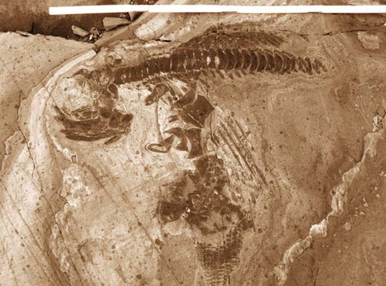 Χιλή: 46 απολιθώματα ιχθυόσαυρων ανακάλυψαν παλαιοντολόγοι