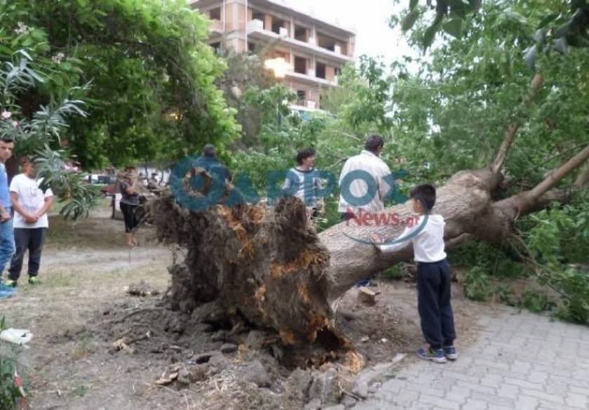 Δέντρο έπεσε και καταπλάκωσε 15χρονη στην Καλαμάτα