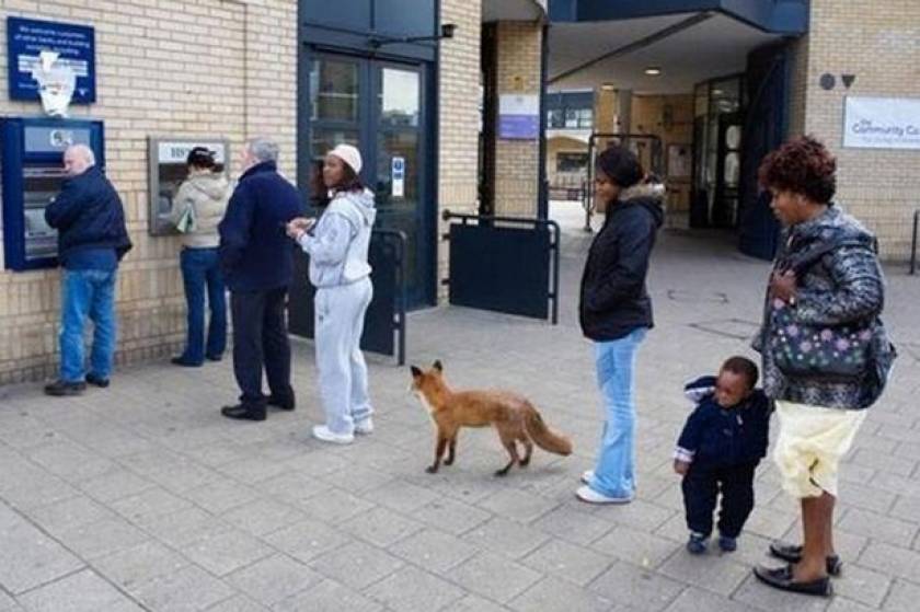 Απίστευτη φώτο: Αλεπού περιμένει στην ουρά για... ανάληψη χρημάτων