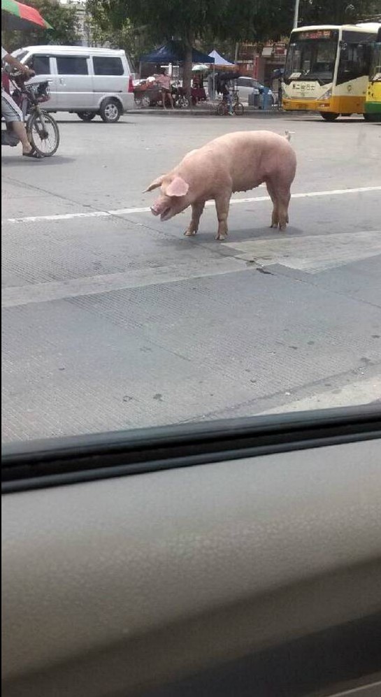 Αυτό το γουρούνι ποιος θα το... φάει; (pics)