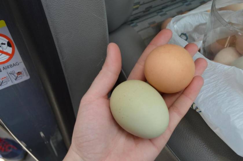 Συμβαίνει στην Αρκαδία: Κότα γεννάει... πράσινα αυγά
