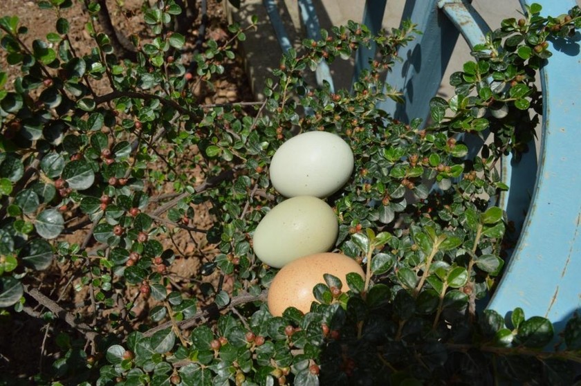 Συμβαίνει στην Αρκαδία: Κότα γεννάει... πράσινα αυγά