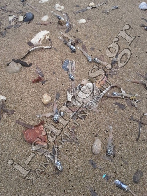Οικολογική καταστροφή - Χιλιάδες νεκρά ψάρια στην Σάμο
