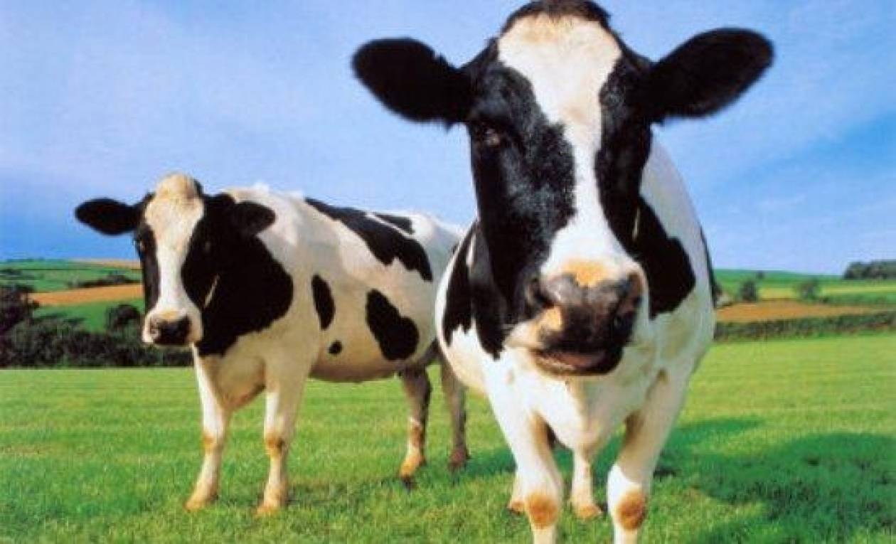 Δύο θάνατοι αγελάδων από άνθρακα στις Φέρες
