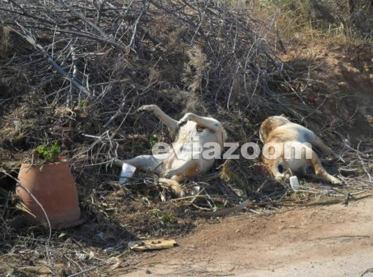 Σκότωσαν σκύλους και τους παράτησαν σε κοινή θέα στην Εύβοια