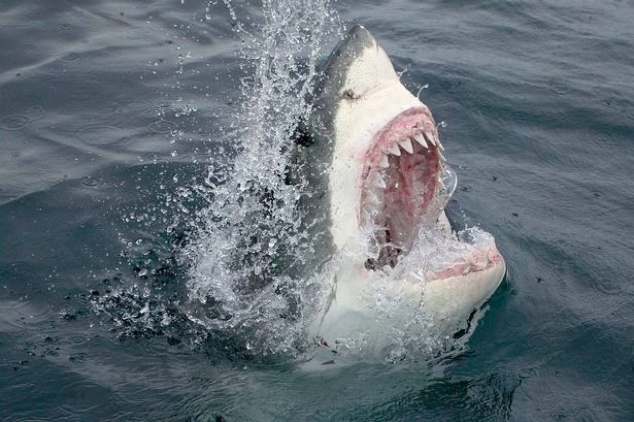 Αυστραλία: Θαλάσσιο τέρας έφαγε τεράστιο λευκό καρχαρία; (videos)