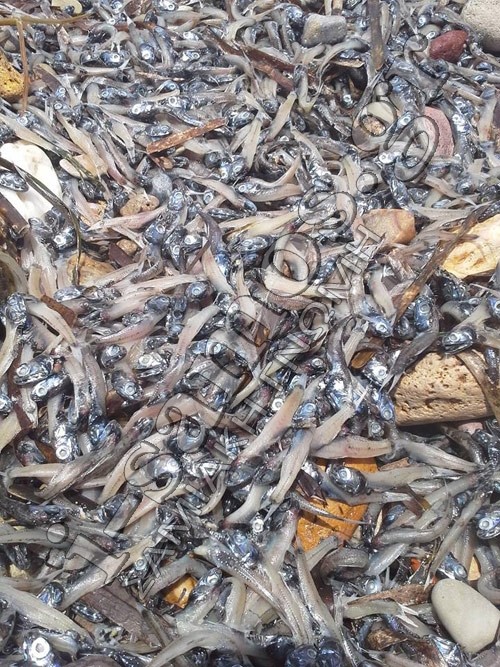Χάος στη Σάμο: Ξεβράστηκαν χιλιάδες νεκρά ψάρια (pics)