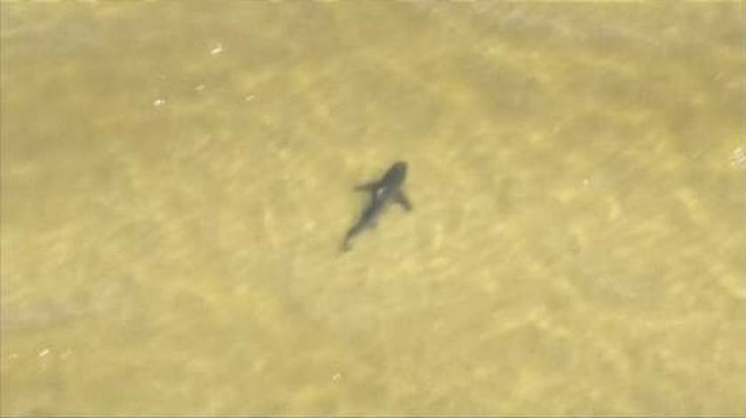 Έκλεισαν παραλίες από... καρχαρίες! (βίντεο)