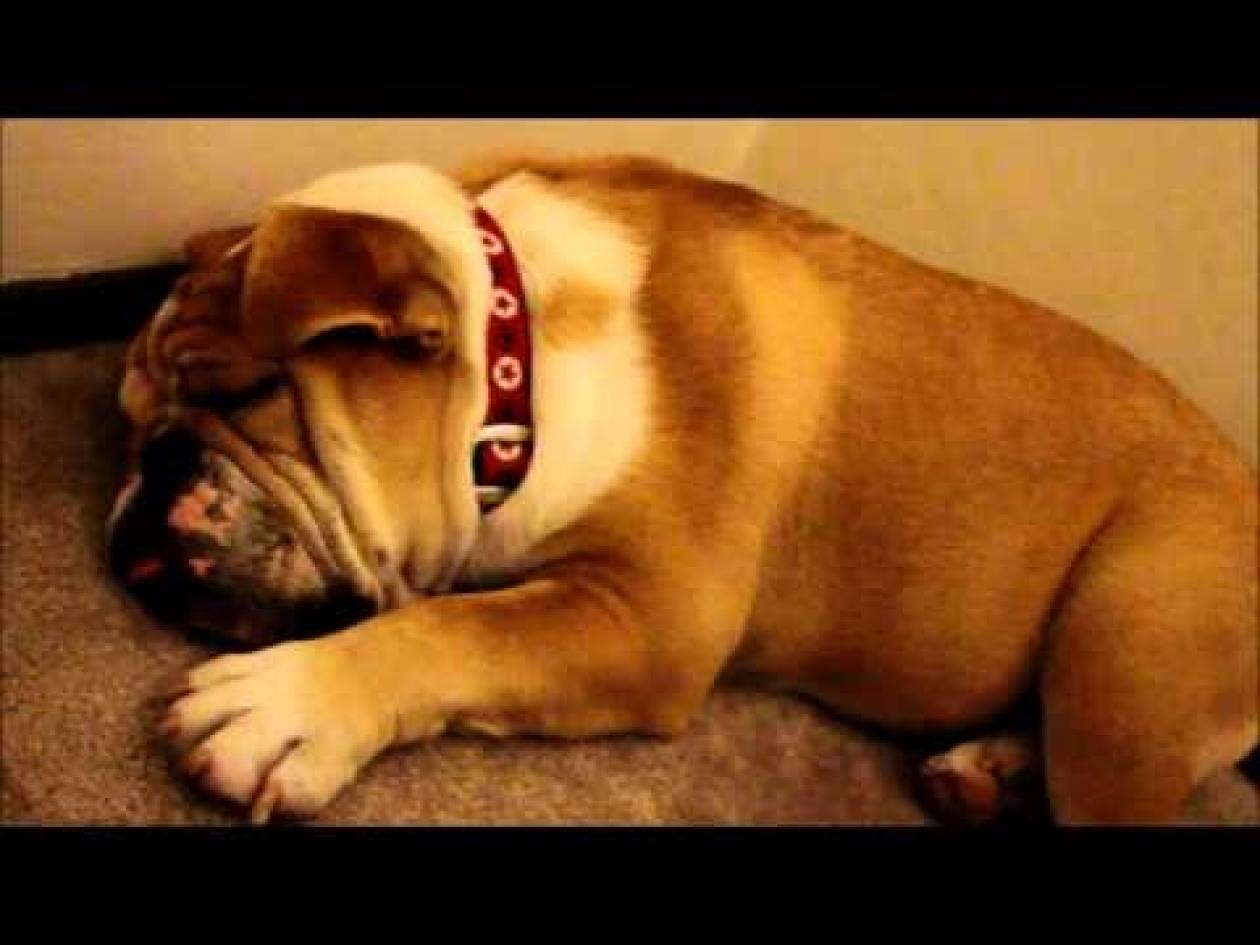 Τι γίνεται όταν ροχαλίζει ο... σκύλος σας; (βίντεο)