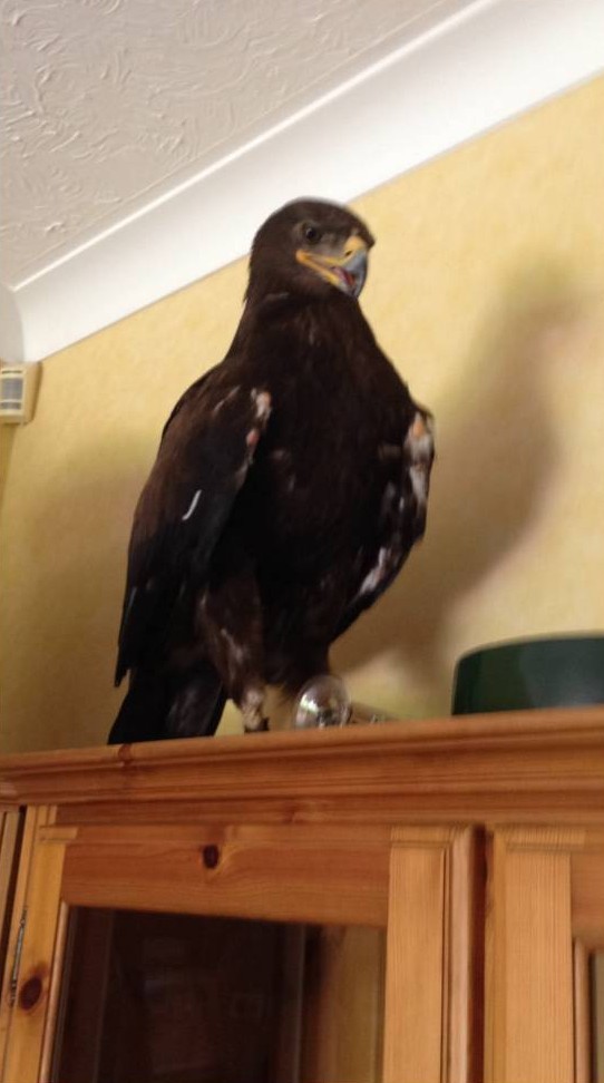 Βρετανία: Συνηθισμένο. Ένας αετός εισέβαλε στο σαλόνι της! (photos+video)