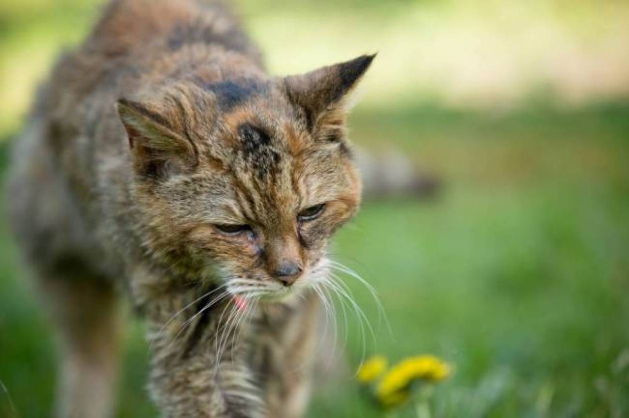 Πέθανε η γηραιότερη γάτα του κόσμου (pics)