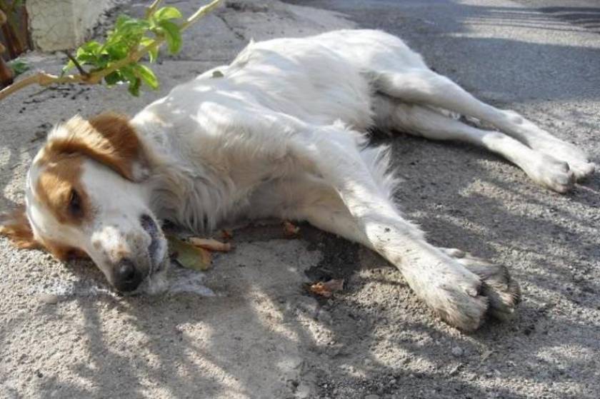 Καλαμάτα: Ιταλός μαχαίρωσε σκύλο!